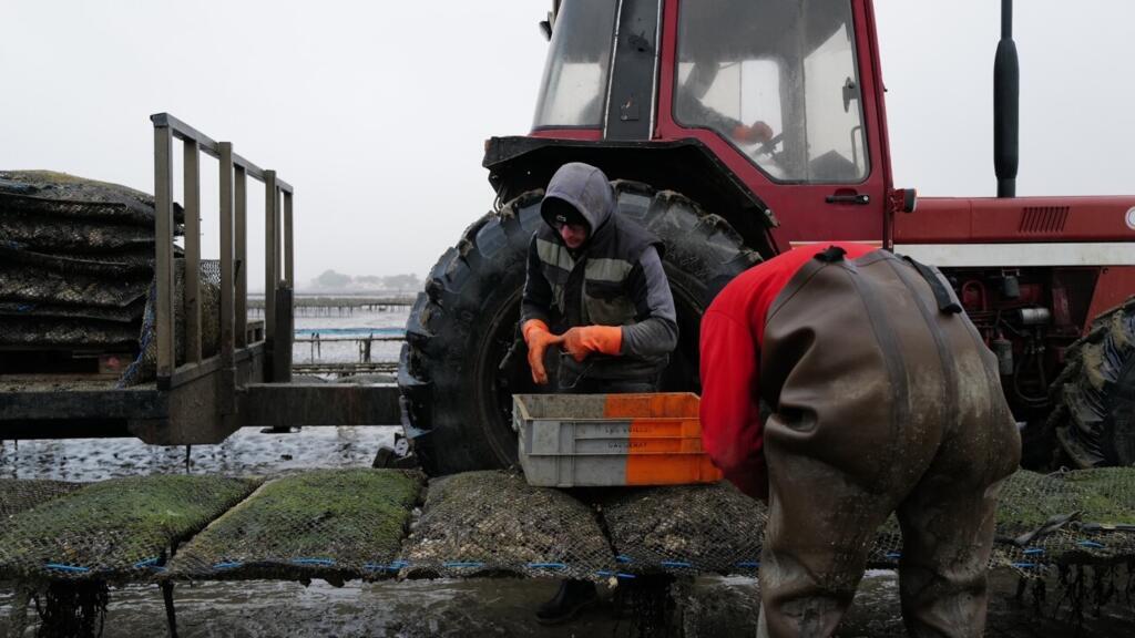 Dans l'entreprise 1001 huîtres, basée dans la baie de Bourgneuf dans l'ouest de la France, le taux de mortalité de ces coquillages a explosé depuis quelques années à cause du dérèglement climatique, selon les ostréiculteurs.