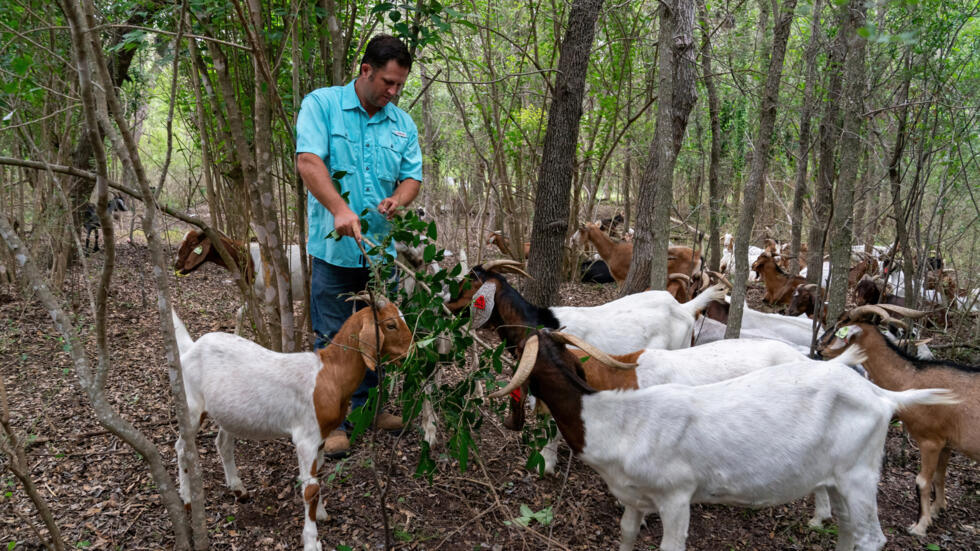 ¿Creció la maleza? El "escuadrón cabra" sale al rescate en EEUU
