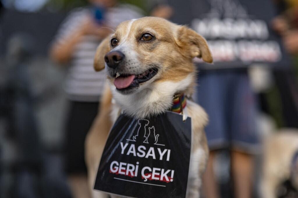 A dog with a banner that reads "Withdraw the law" at a protest against the Turkish government's bill to reduce the population of stray dogs, in Istanbul on 23 July 2024.