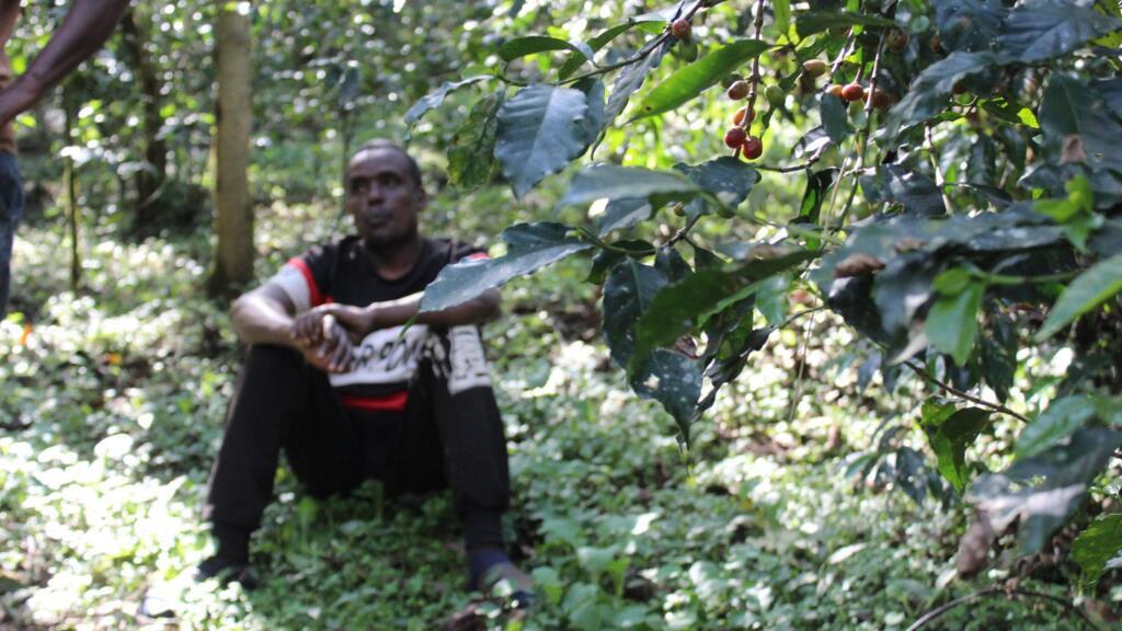 Un caféier de la forêt des frères Mohammed, dans la région de Jimma (Éthiopie).