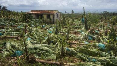 Une bananeraie de Capesterre-Belle-Eau ravagée par le passage d'un ouragan en 2017 (image d'illustration).