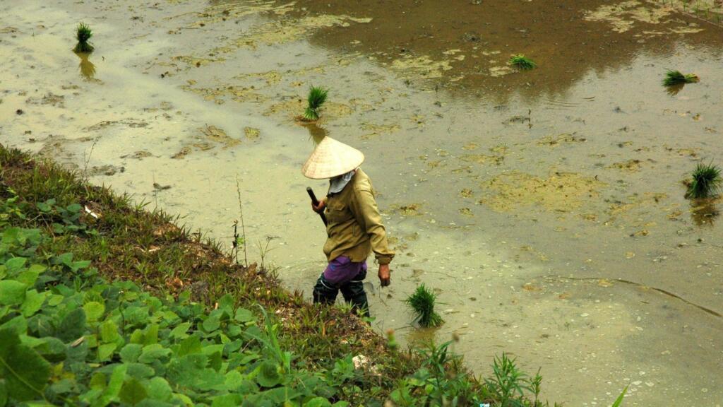 Une rizière au Vietnam.