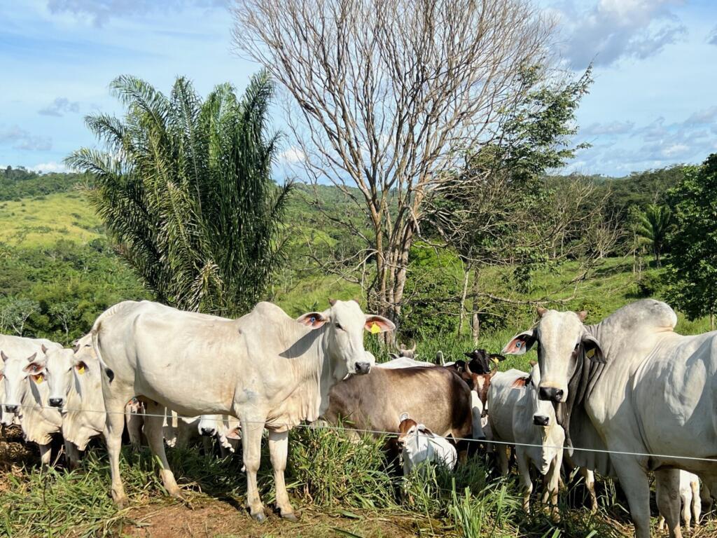 No leste do Pará, pressão da pecuária é principal ameaça à floresta amazônica. Rastreabilidade da cadeia é essencial para bloquear este avanço do gado sobre o mata.