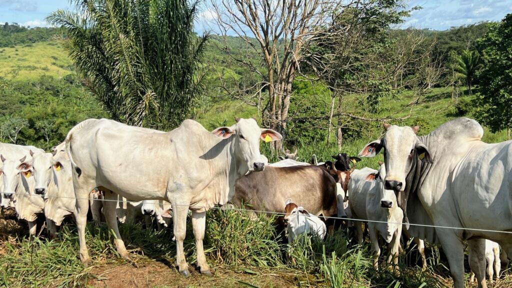 Deforestation and livestock in the Amazon
