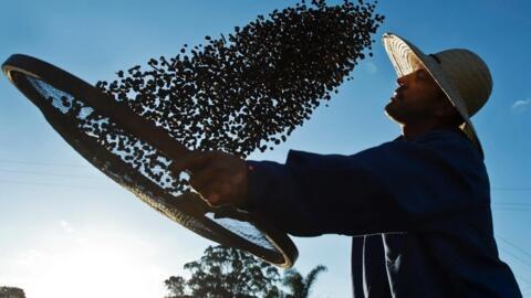 Uscarea boabelor de cafea la o fermă din Mococa, în apropiere de Sao Paulo, Brazilia, 2015