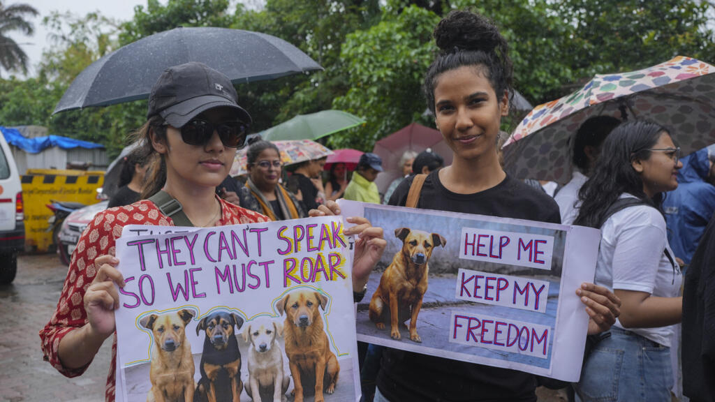 En Inde, la ville de New Delhi face au problème des chiens errants
