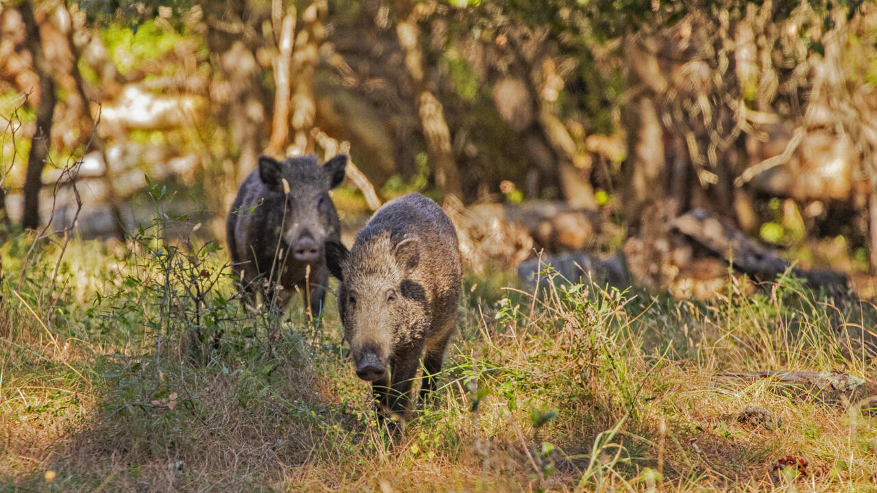 Italia: Des militares non traquer les sangliers four sauveur la charcuterie d’une epidemice