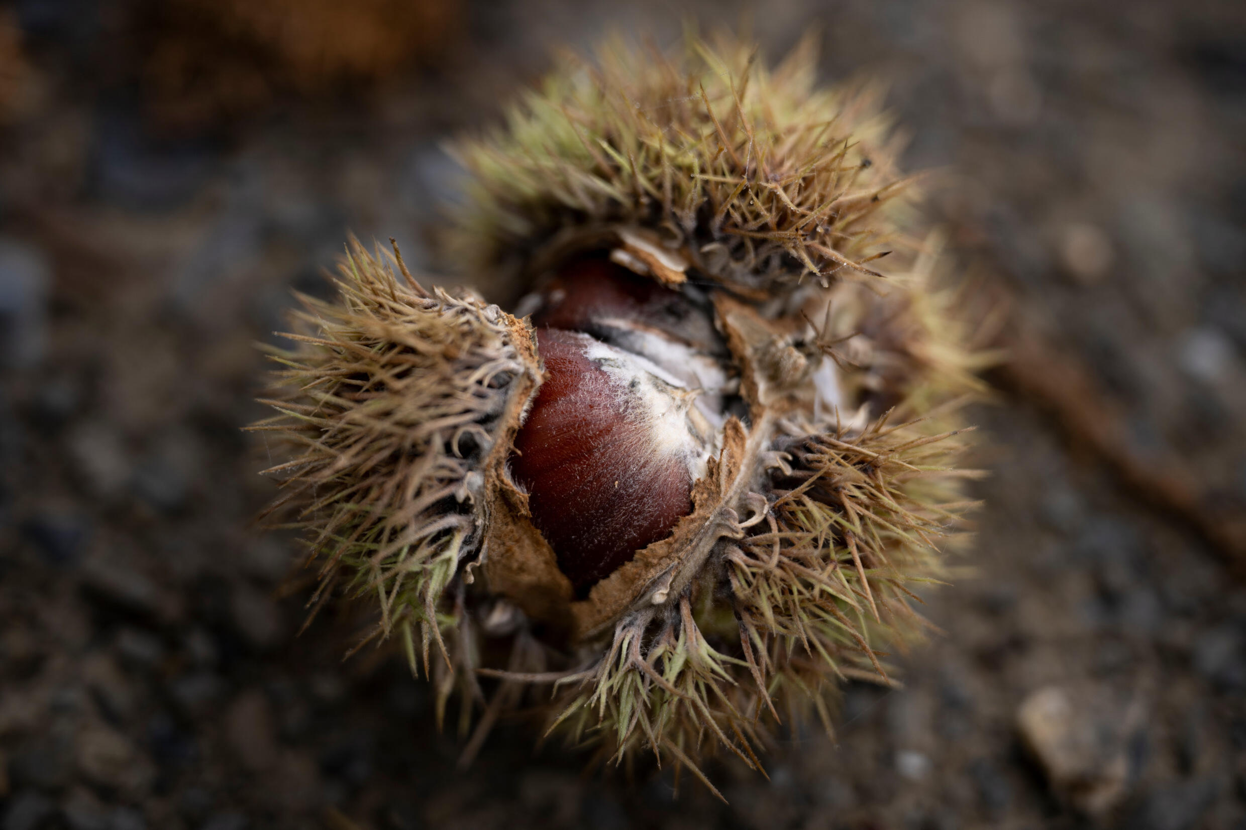 For blightridden American chestnut tree, rebirth may be in offing