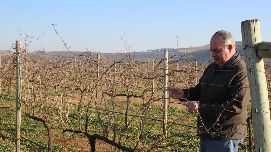 Mauritz Koster devant son vignoble au pied des montagnes du Drakensberg, en Afrique du Sud. La nation arc-en-ciel entretient une relation très ancienne avec le vin, et le pays est classé au 8e rang des producteurs mondiaux.