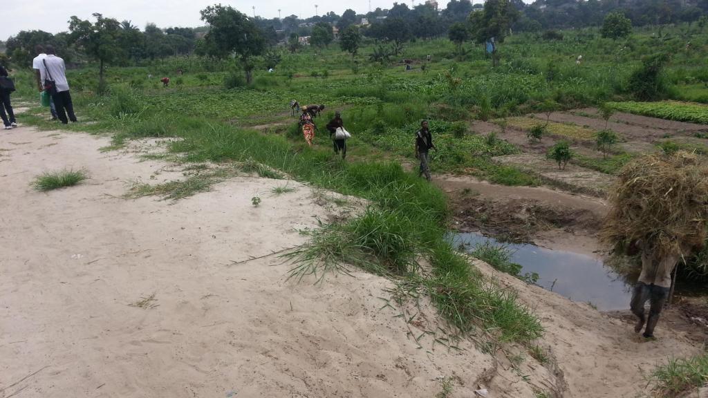 Périmètres maraichers dans la périphérie de la ville de Kinshasa en RDC.