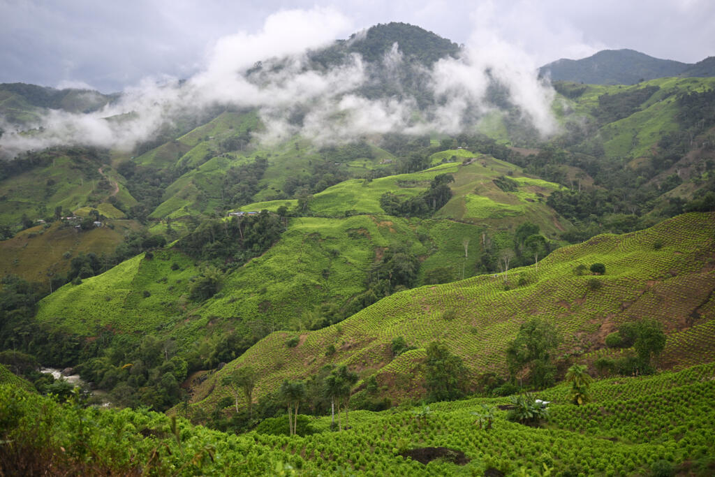 Des cultures de coca dans le canyon Micay, dans le département de Cauca, dans le sud-ouest de la Colombie, le 25 mars 2024. (Image d'illustration)