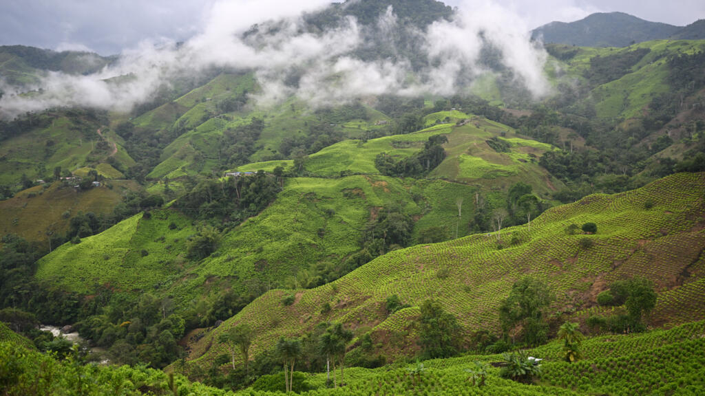 Des cultures de coca dans le canyon Micay, dans le département de Cauca, dans le sud-ouest de la Colombie, le 25 mars 2024. (Image d'illustration)