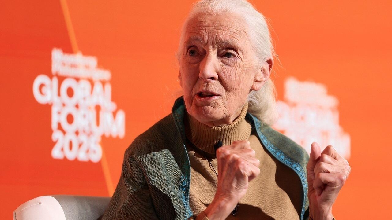 Mort de Jane Goodall, la pionnière qui a révolutionné notre compréhension des chimpanzés