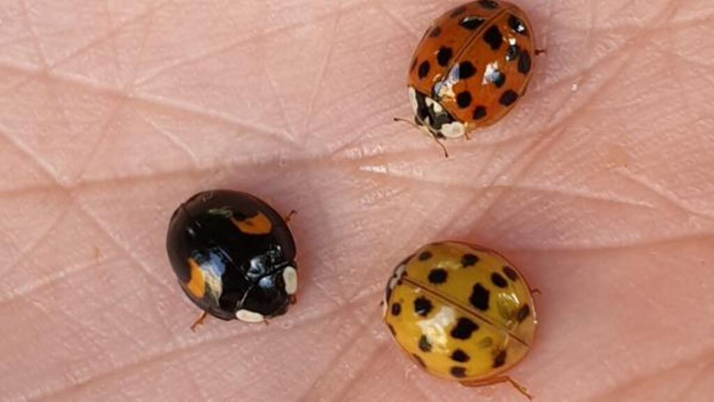 Trois coccinelles asiatiques, une espèce devenue invasive en Europe.