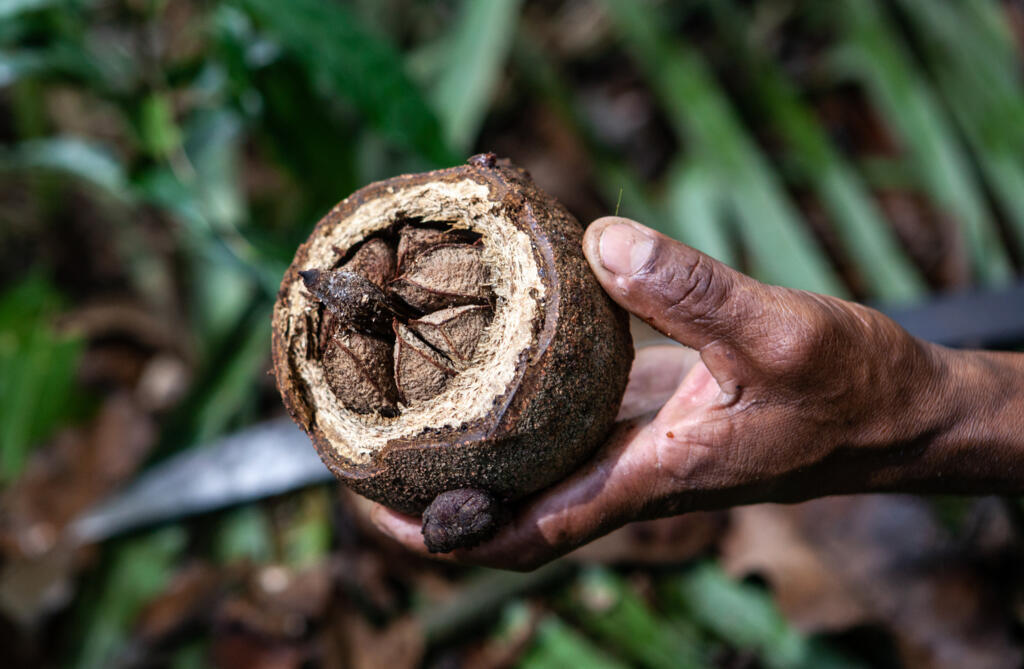 Coleta da castanha é uma das principais atividades extrativistas de comunidades tradicionais no Pará.