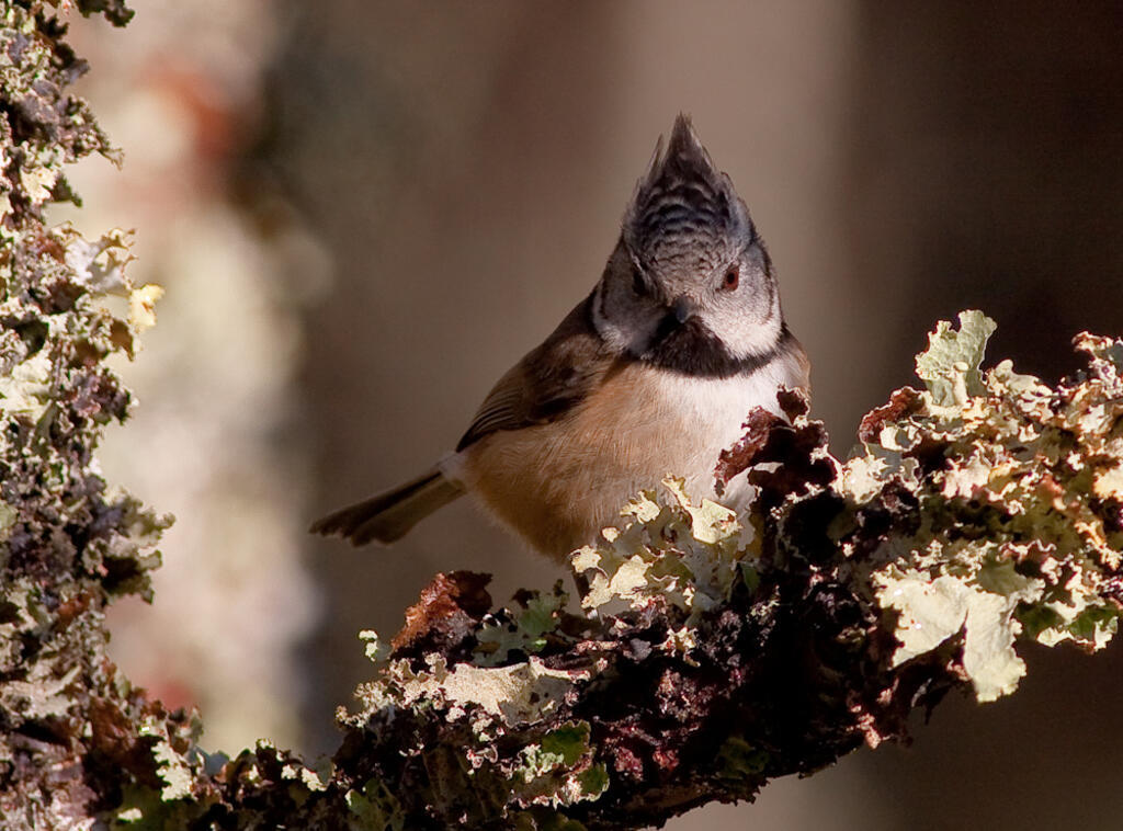 O chapim-de-poupa, também chamado chincha-de-poupa, é da família dos parídeos.