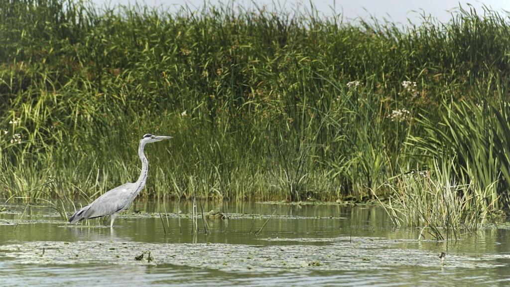 Stârc cenușiu în Delta Dunării (ilustrație)
