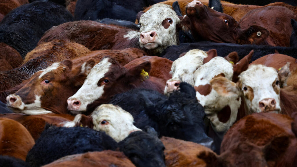Livestock is seen in corrals at the Canuelas market, in Canuelas, Buenos Aires, Argentina, May 20, 2025.