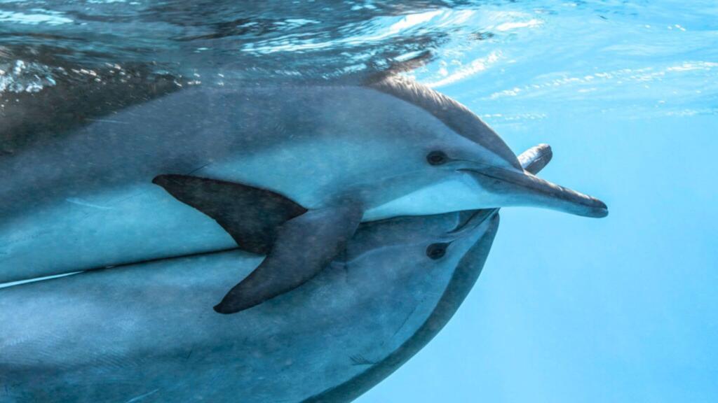 Some dolphin love