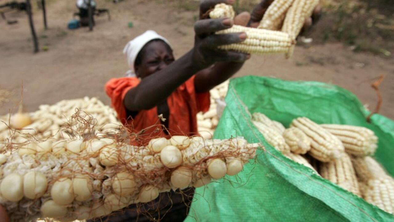 Why farmers in Zimbabwe are growing maize again International report